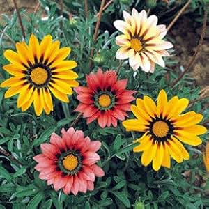 光一 勋章花 观赏花卉 蔬果种子 小盆栽种子家居