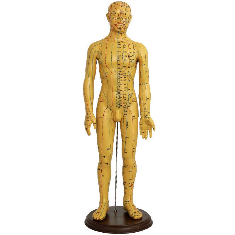高博士(gaoboshi)针灸铜人模型男模女模中医人体经络穴位模型男模60cm